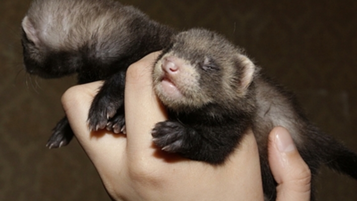 В США выявлена передача коронавируса от человека к животному: Болен хорёк