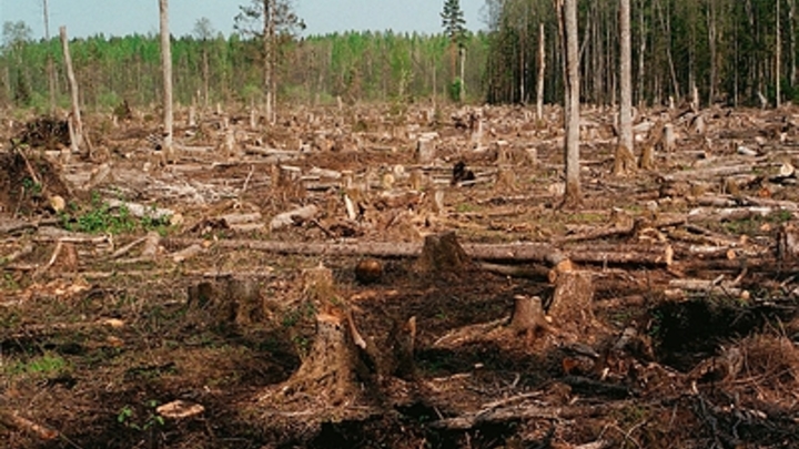 Самарцы просят Владимира Путина спасти лес в посёлке Мехзавод