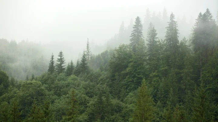 Власти запретили находиться в лесах возле воинской части под Киржачом. В чём причина?
