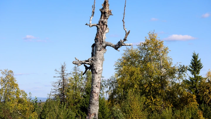 В районе поиска пропавшей семьи с пятилетним ребёнком в Красноярском крае спасатели наткнулись на медведей