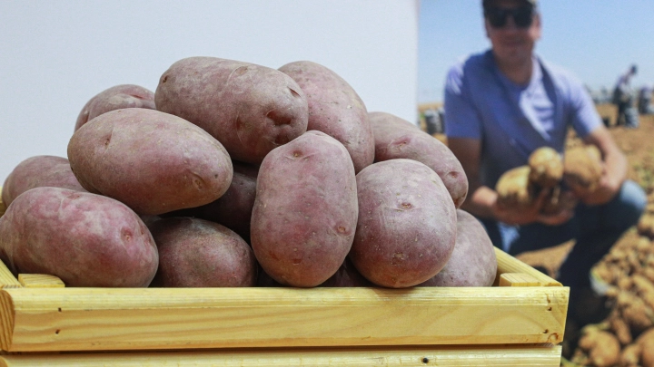 Россия перестала закупать картофель из Грузии