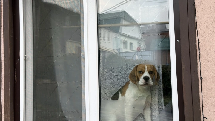 Собака случайно устроила взрыв в квартире в Новосибирске, включив плиту