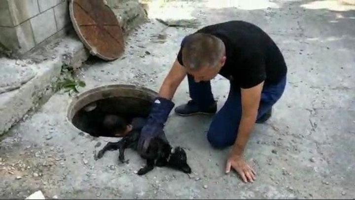 В Сочи молодые ребята достали из канализации щенка