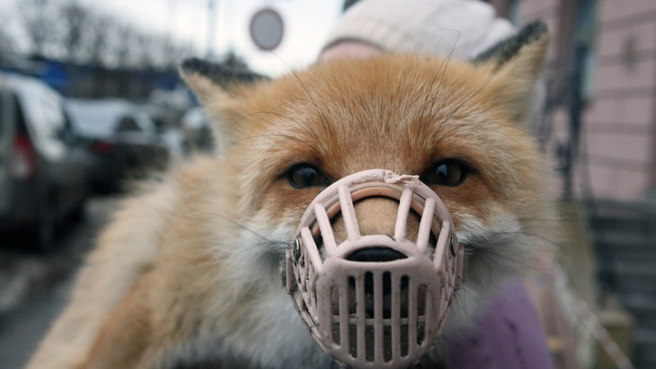 Коронавирус на Кубани к 10 августа: лиса стала первым животным, привитым в регионе от COVID-19