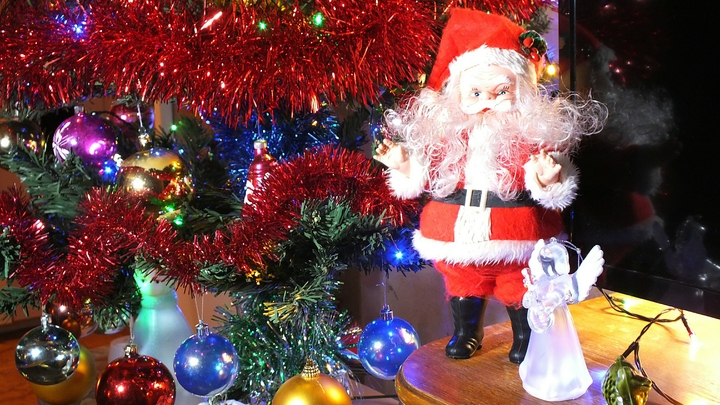 Запорожским соцучреждениям передали более 300 крымских сосен