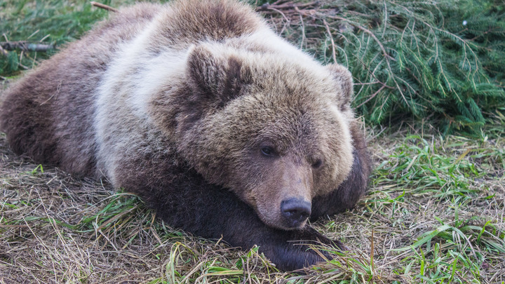В Новосибирском зоопарке снесли вольеры для медведей