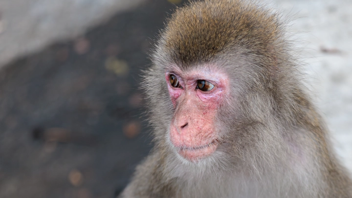 В США пытаются поймать трёх сбежавших лабораторных обезьян