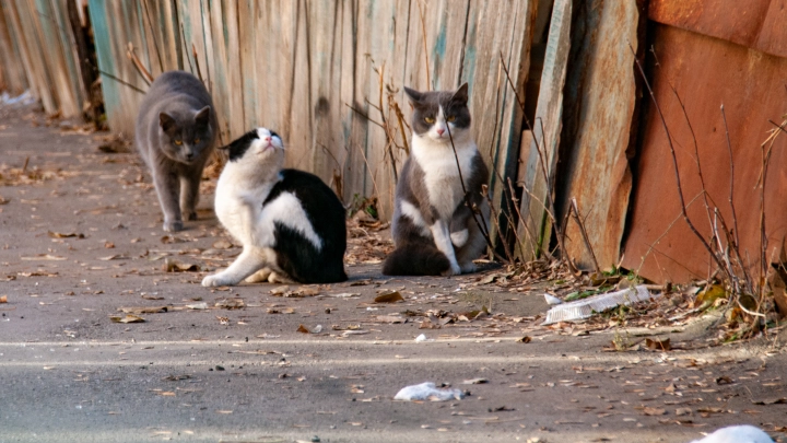 Не поверите, но котики тоже за русских: Плач ВСУ, которого мы точно не ожидали