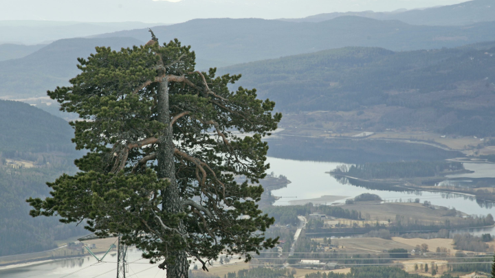 В русское посольство в Норвегии каждый месяц обращаются желающие переехать в Россию