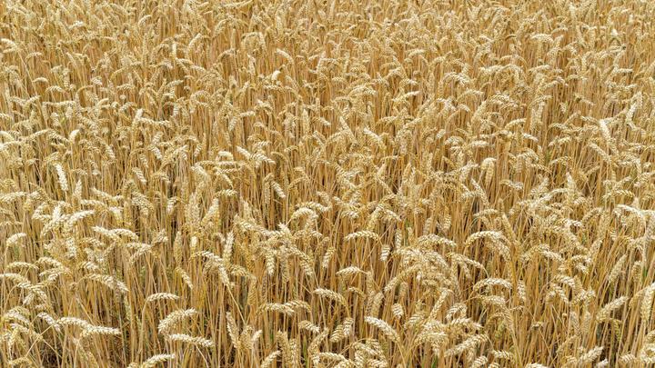 Перегруз: Украинское зерно может вызвать коллапс в Румынии