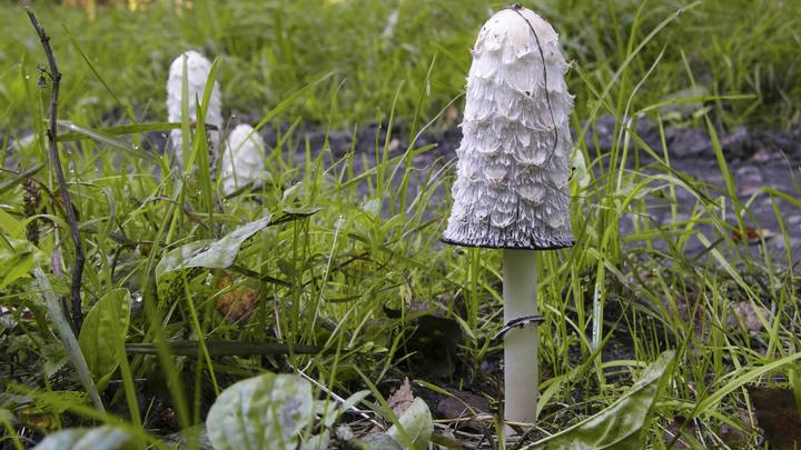 Новосибирец нашёл красивый гриб с отталкивающим названием
