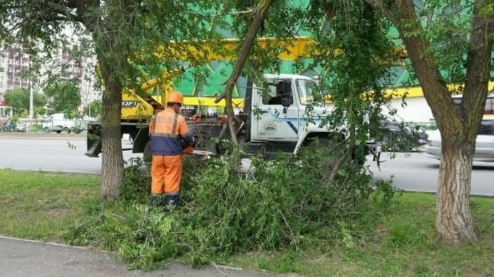 Почему в Ростове вырубают деревья? Так надо: Власти ответили на претензии горожан