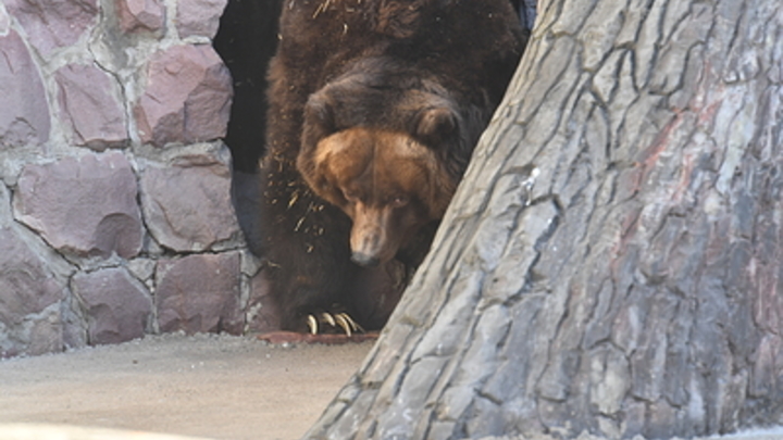 На Сахалине распространяют видео с медведем, который якобы пожирает человека