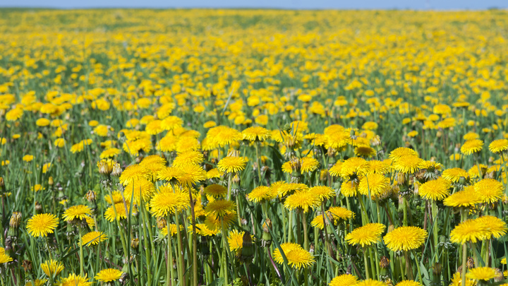 Штраф в пять тысяч рублей за одуванчики: За какие сорняки на участке накажут дачников