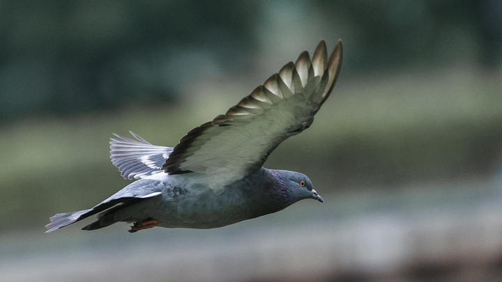 Хичкок отдыхает: В Сочи птицы массово гибнут, врезаясь в стёкла