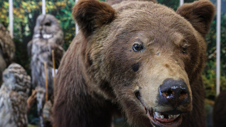 Знак был за неделю до трагедии, но никто его не воспринял всерьёз: Медведь убил двух мужчин, а следом задрал 35 собак
