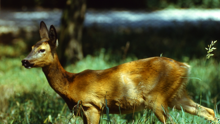 В Магнитогорске задержали мужчин, перерезавших горло косуле