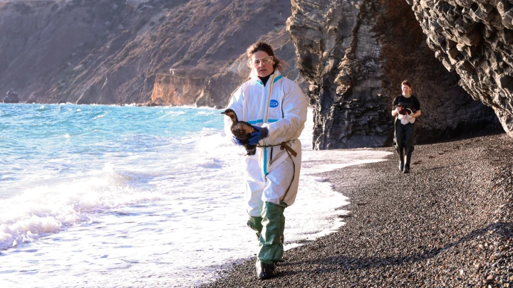 Чёрное море в прямом смысле: в Анапе отдыхающие плещутся в мазуте, пока волонтёры собирают нефтепродукты