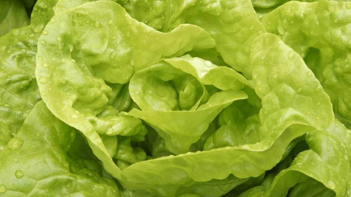 Фермеры Голой Пристани собрались выбрасывать урожай салата