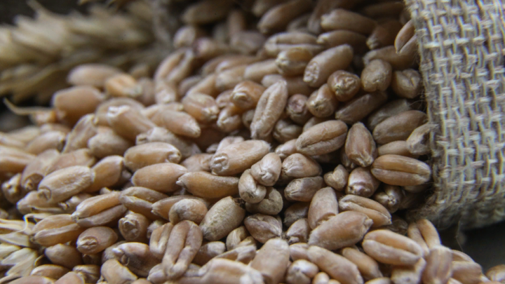 Зеленский обвинил Россию в срыве зерновой сделки: Эрдоган слова не подтвердил