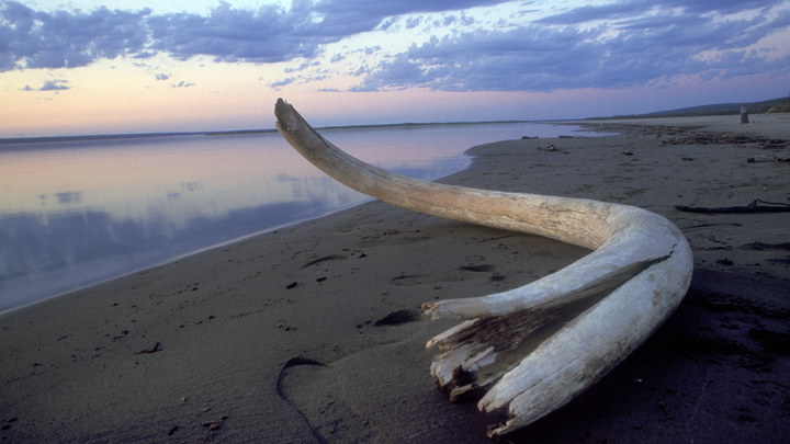 В Якутии ученые планируют оживить мамонта с помощью слоних