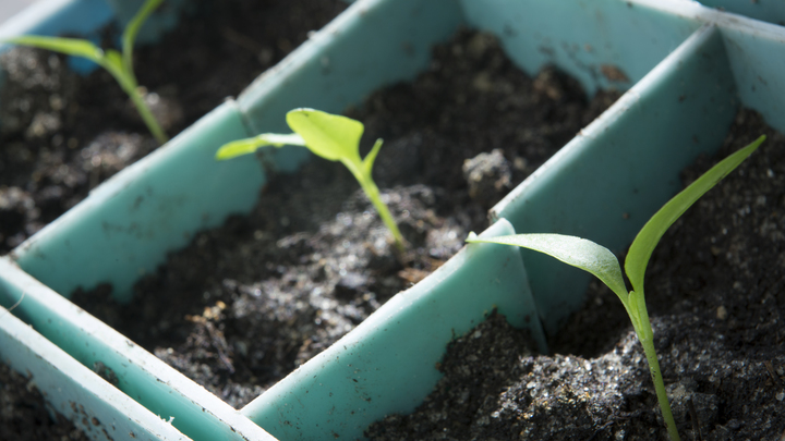 Народные приметы на 18 марта – Конон Огородник: что можно и нельзя делать