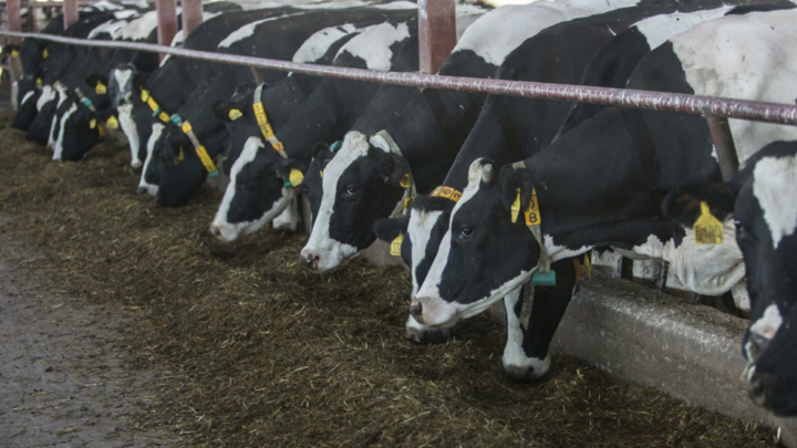 ВСУ обстреляли село под Белгородом: Удар пришёлся на коровник