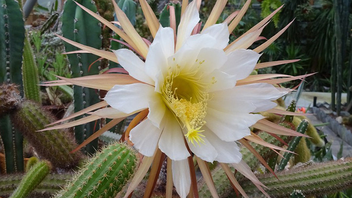 В екатеринбургском Ботаническом саду расцвела и умерла «Царица ночи»