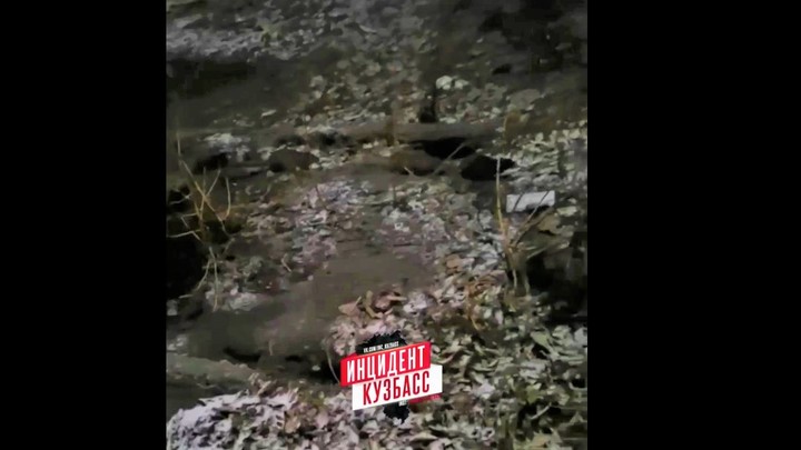 “Крысы размером с котов”: в кузбасском городе расплодились грызуны