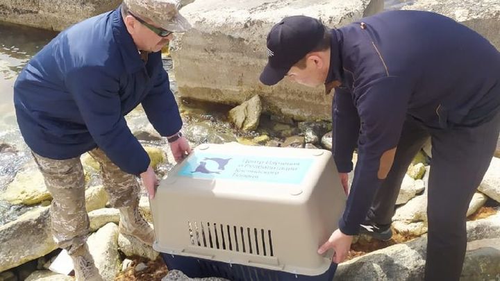 В Актау спасли тюленя