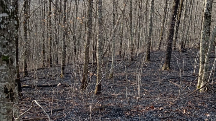 В Туапсинском районе спустя 18 часов потушили лесной пожар рядом с селом Гойтх