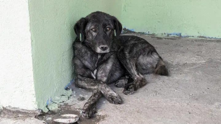 Страна брошенных животных: Экс-жена Епифанцева облила грязью Россию, а теперь зарабатывает здесь деньги