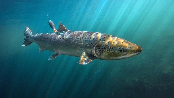 Mirror: Король Карл отвлек военных снайперов для ловли лосося