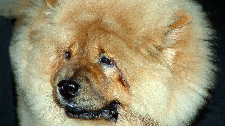 Хотел попить воды из затона: Астраханец, бросившийся в ледяную воду за собакой, рассказал подробности спасательной операции