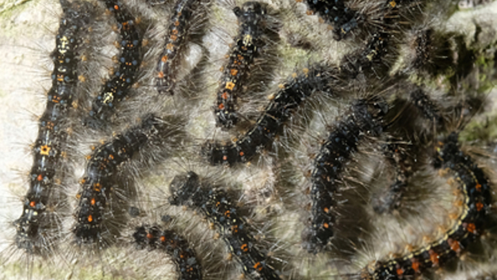 Ульяновскую область атаковали гусеницы и мотыльки