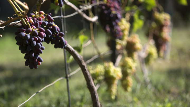 Винодельня Новороссийска заложит около 1 тыс. га новых виноградников