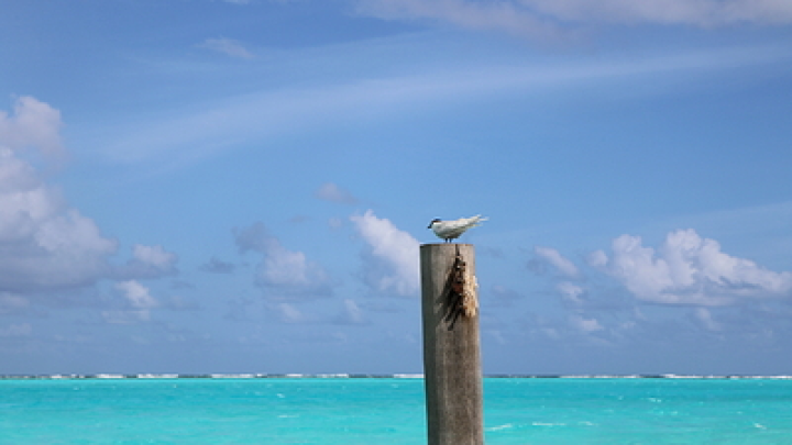 Ученые предложили шокирующий метод борьбы с глобальным потеплением - взорвать 1600 термоядерных бомб