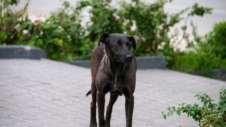 В Пермском крае умерла женщина, искусанная бродячими собаками