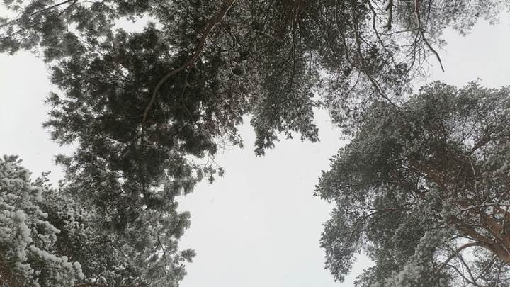 Погода в Ленобласти на 4 апреля 2023: из ночного минуса в дневной плюс