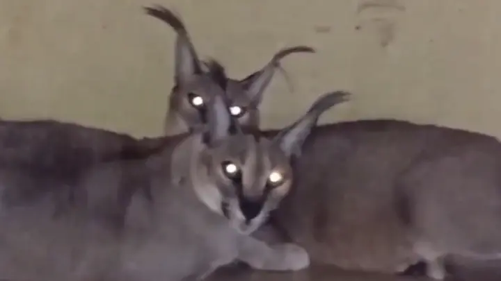 В Химках 10 породистых кошек оказались в огненной ловушке