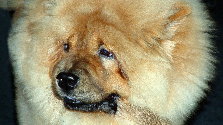 Продай собаку - заплати за газ: Слуга народа дал совет пенсионерке по оплате ЖКУ