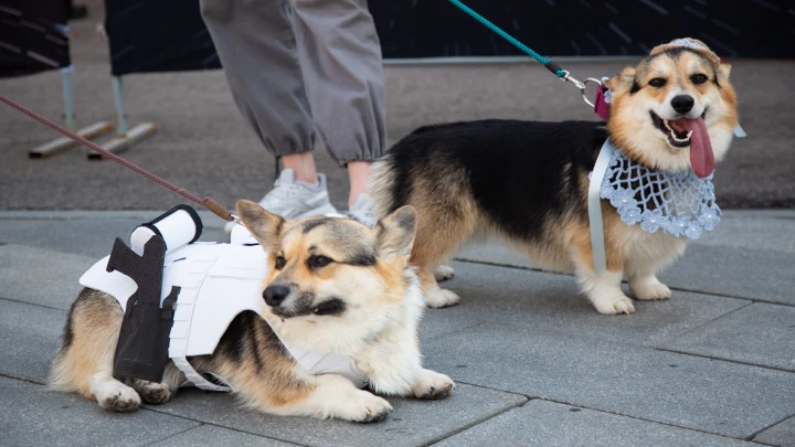 На фестивале Лапки расскажут о цифровых сервисах для ответственных хозяев