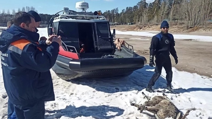 В Самарской области спасли косулю, провалившуюся под лед