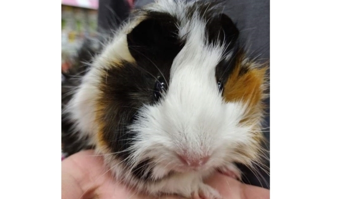 В Забайкалье хирурги спасли морскую свинку
