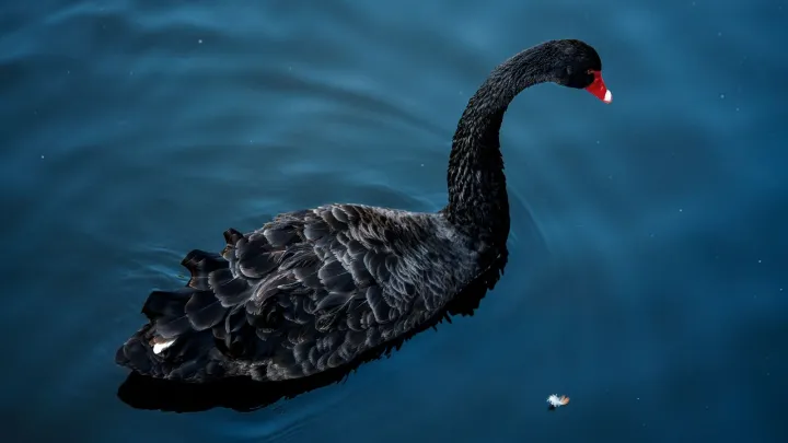 Мосфото приглашает увидеть подборку изображений к Международному дню птиц