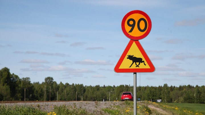 Весной на дорогах Костромской области всё чаще стали появляться лоси