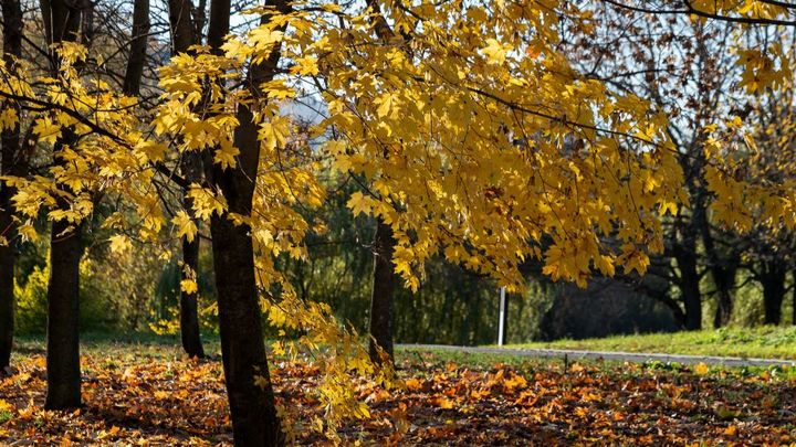 В Уральском гидрометцентре раскрыли, сколько продержится бабье лето в Свердловской области