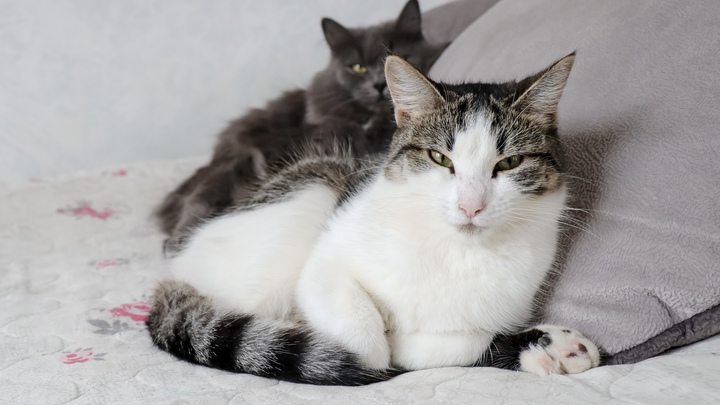 Волонтеры спасли двух кошек от бывшей супруги актера Михаила Ефремова