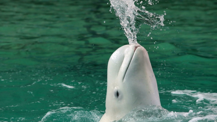Зоозащитники Marine Mind выяснят причины смерти русского кита-шпиона в Норвегии
