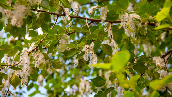 В России ученые вывели генно-модифицированные тополя без пуха